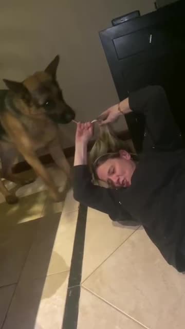 Dog Really Wants Mom's Hair Tie