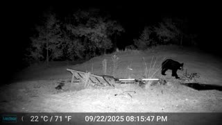 Lone Bear