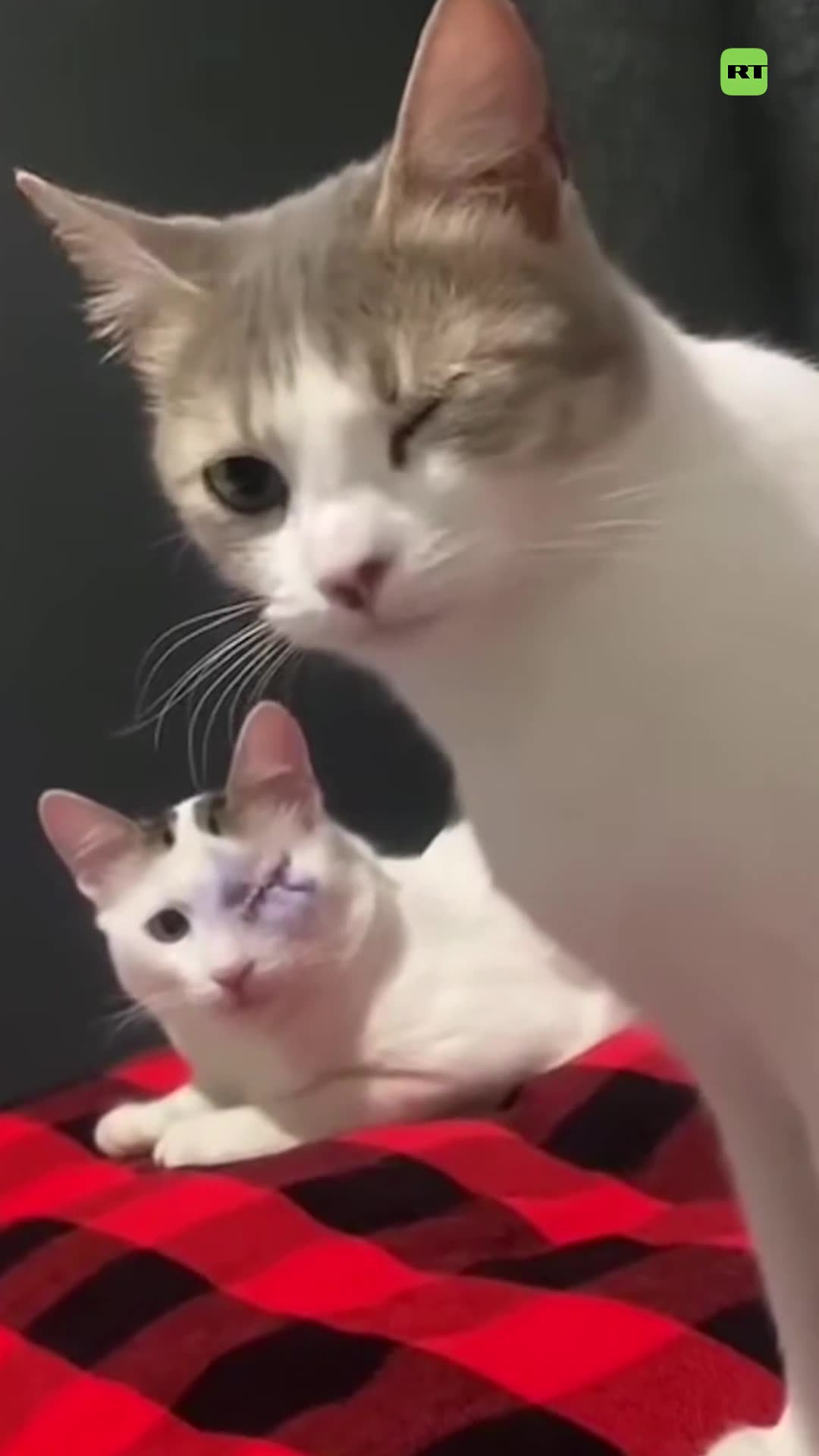 Así apoya un gato a su amigo tras una operación ocular