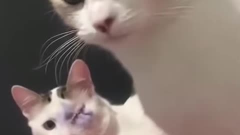 Así apoya un gato a su amigo tras una operación ocular