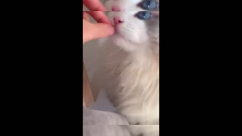Funny Happy Pets