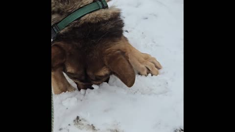 Virgil german shepherd.