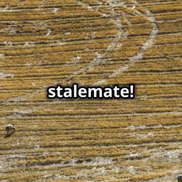 Scorpion vs Tarantula_ Who Will Rule the 2025