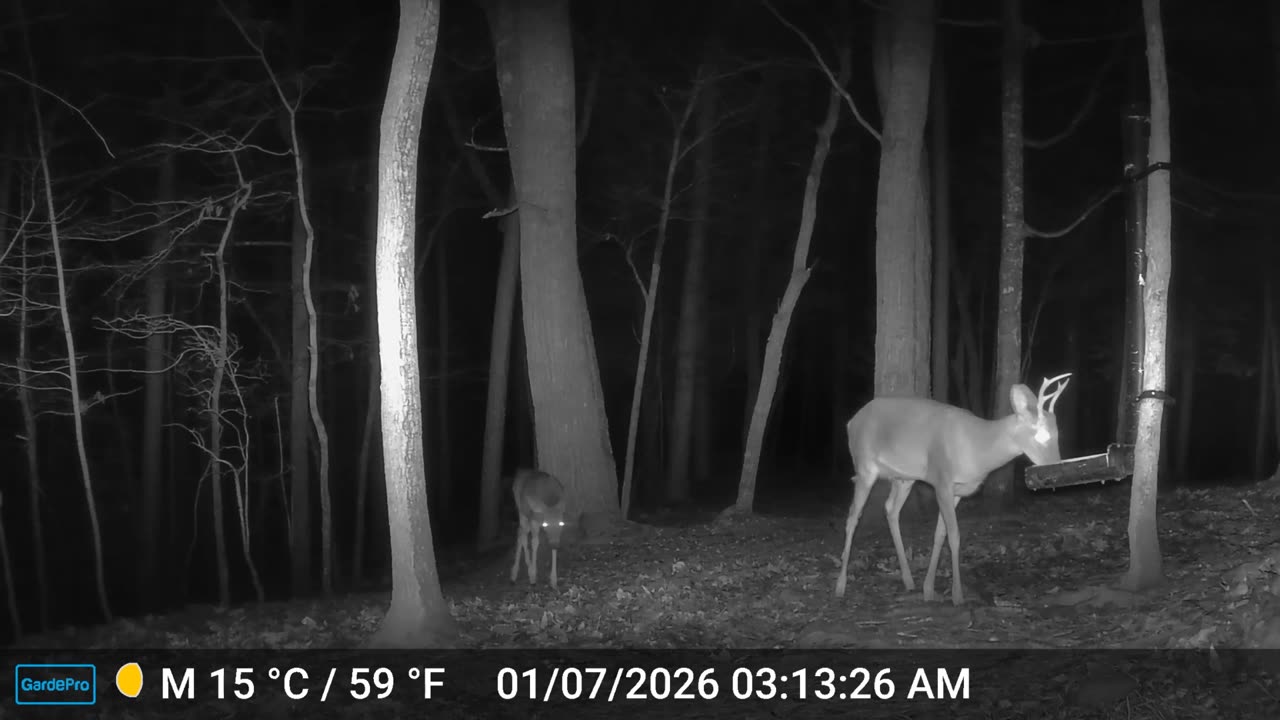 The Woods – 01/07/2026