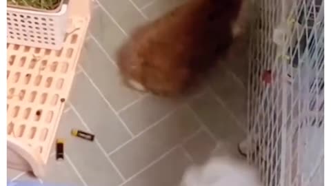 It Become Flat – Adorable Bunny Surprise