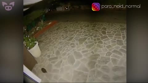 BRAKING NEWS STRANGE CREATURE CAPTURE ON CCTV CAMERA