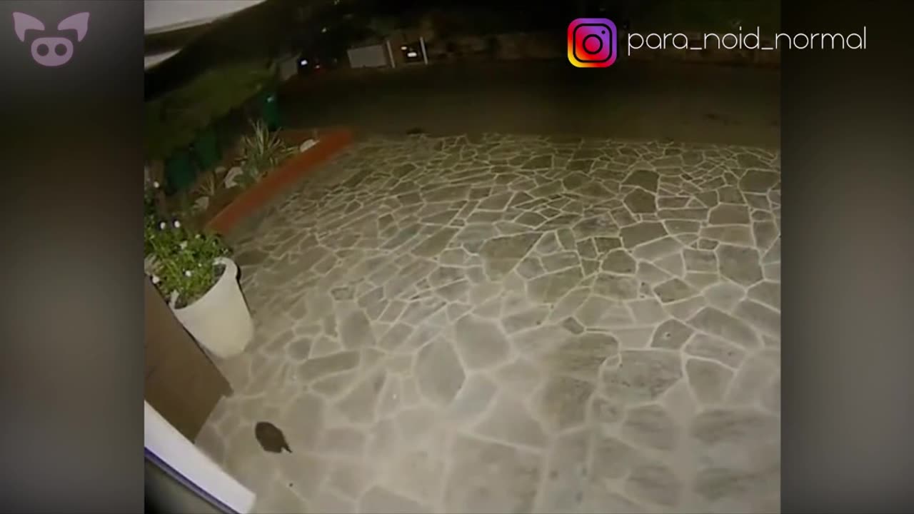 BRAKING NEWS STRANGE CREATURE CAPTURE ON CCTV CAMERA