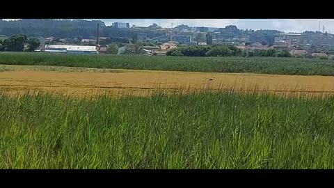Barrinha e Prais