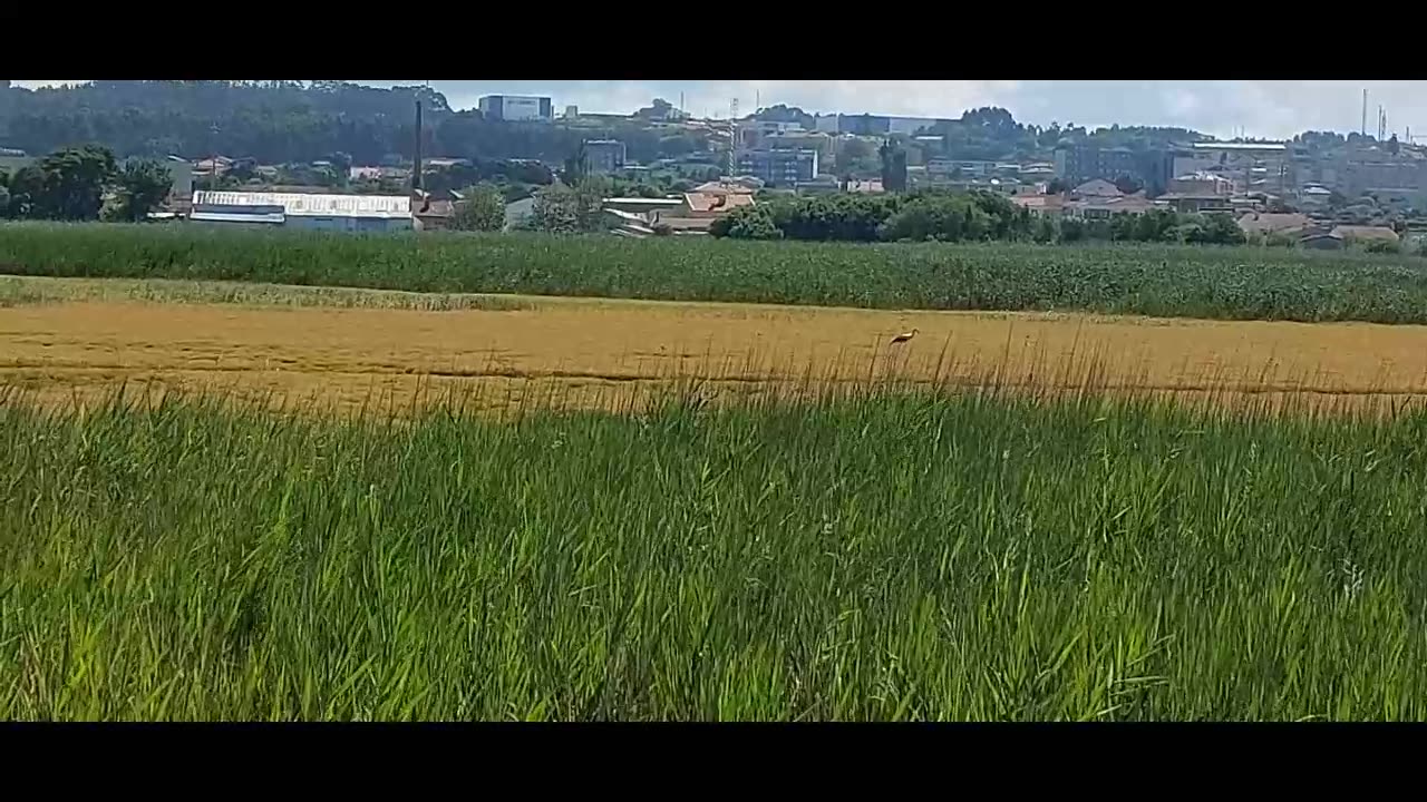 Barrinha e Prais