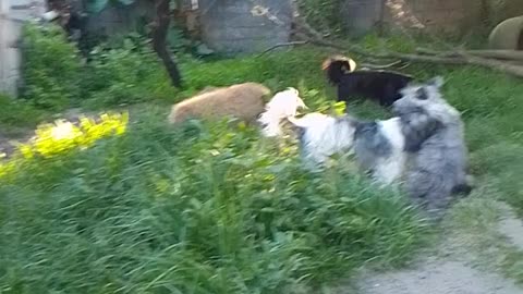 El atardecer con mis únicas compañías