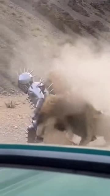**Unglaublich! Tourist filmt brutalen Löwenangriff auf gepanzerten Mann in den Bergen** 🦁😱 #wildlife
