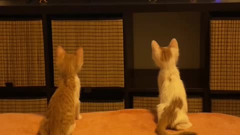 Dog's Comedy Videos 🤣 so cute videos and puppies comedy scenes 🤣 so cute 🥰🥰🥰🥰