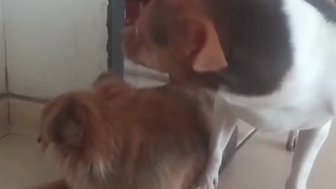 Heartwarming Dog Adventures with Billy and Sol 🐶🐶🐶