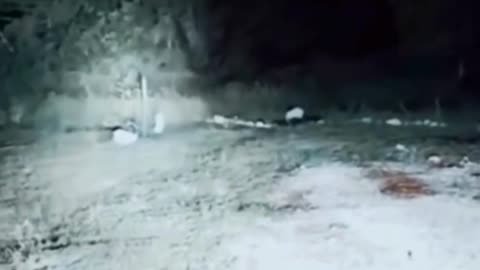 Park Ranger Sees Bigfoot in Appalachians