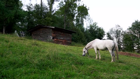 Grey Małopolski Old Type Horse in Poland