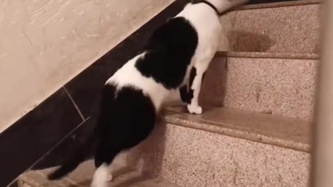 Funny cats on the stairs