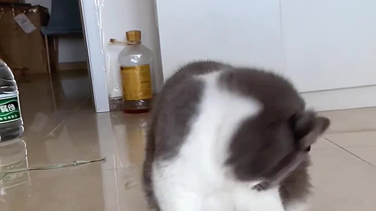 Funny video of cat dancing to music video 2025 skc.com 115