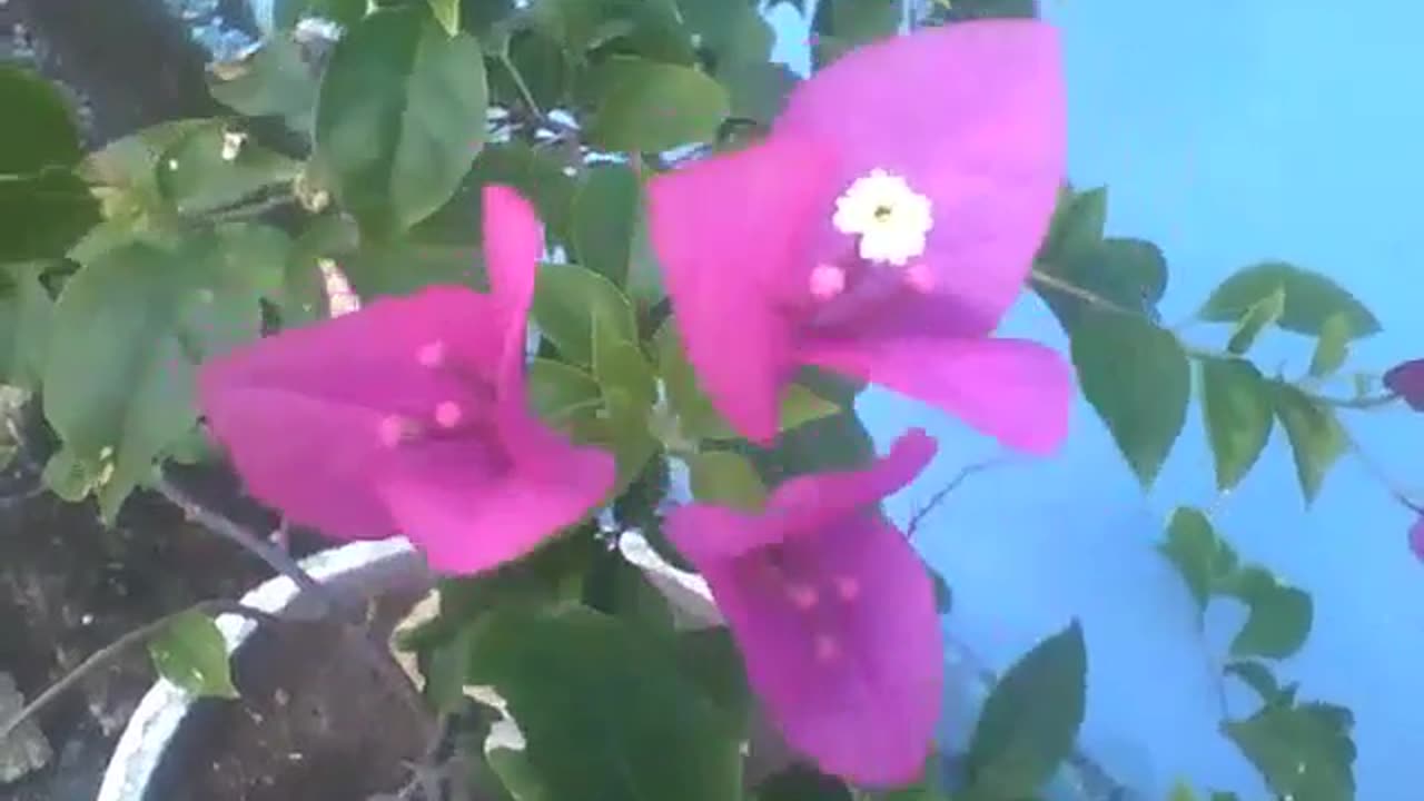 Beautiful spring flower in a cement vase on the sidewalk of the building [Nature & Animals]