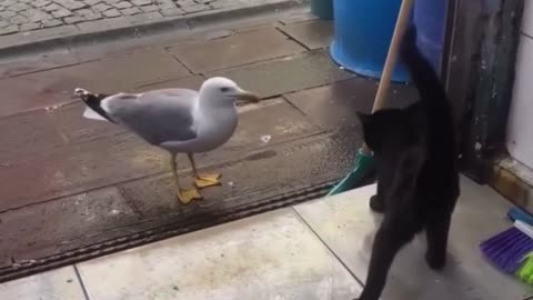 Cat Gets Fish Stolen