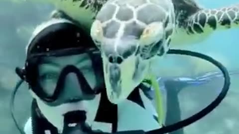 💋This Turtle is too Curious