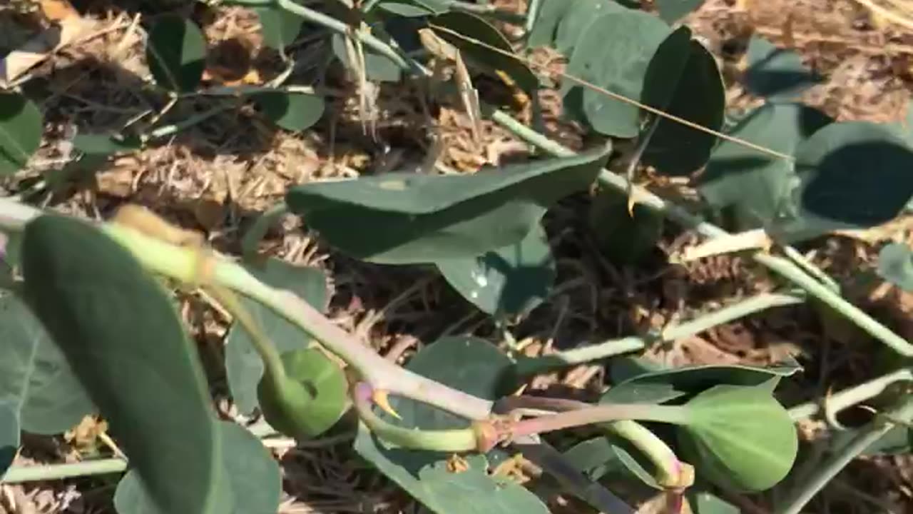 Caper plants that grow naturally in the wild.