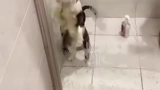 Funny animals Funny kitten Funny puppy videos Kitten video