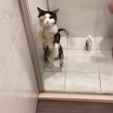 Funny animals Funny kitten Funny puppy videos Kitten video