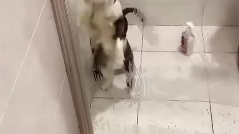 Funny animals Funny kitten Funny puppy videos Kitten video