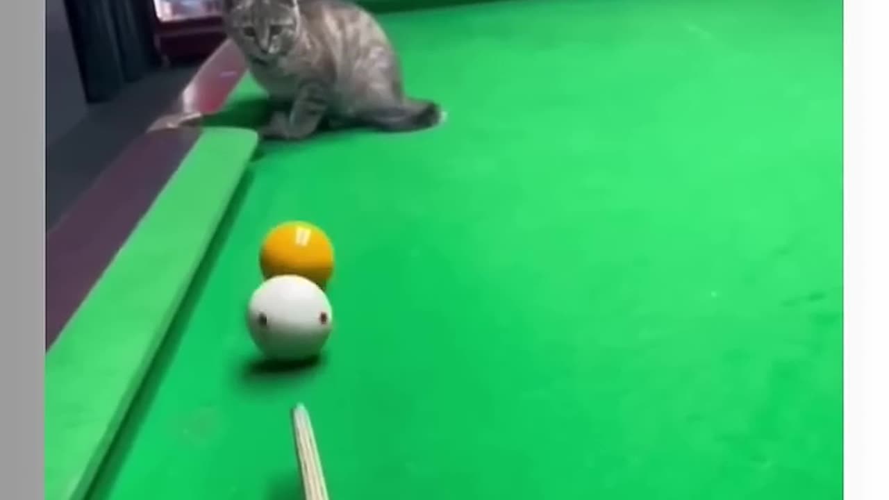 Cats Pawerrr 🥰♥️🐈