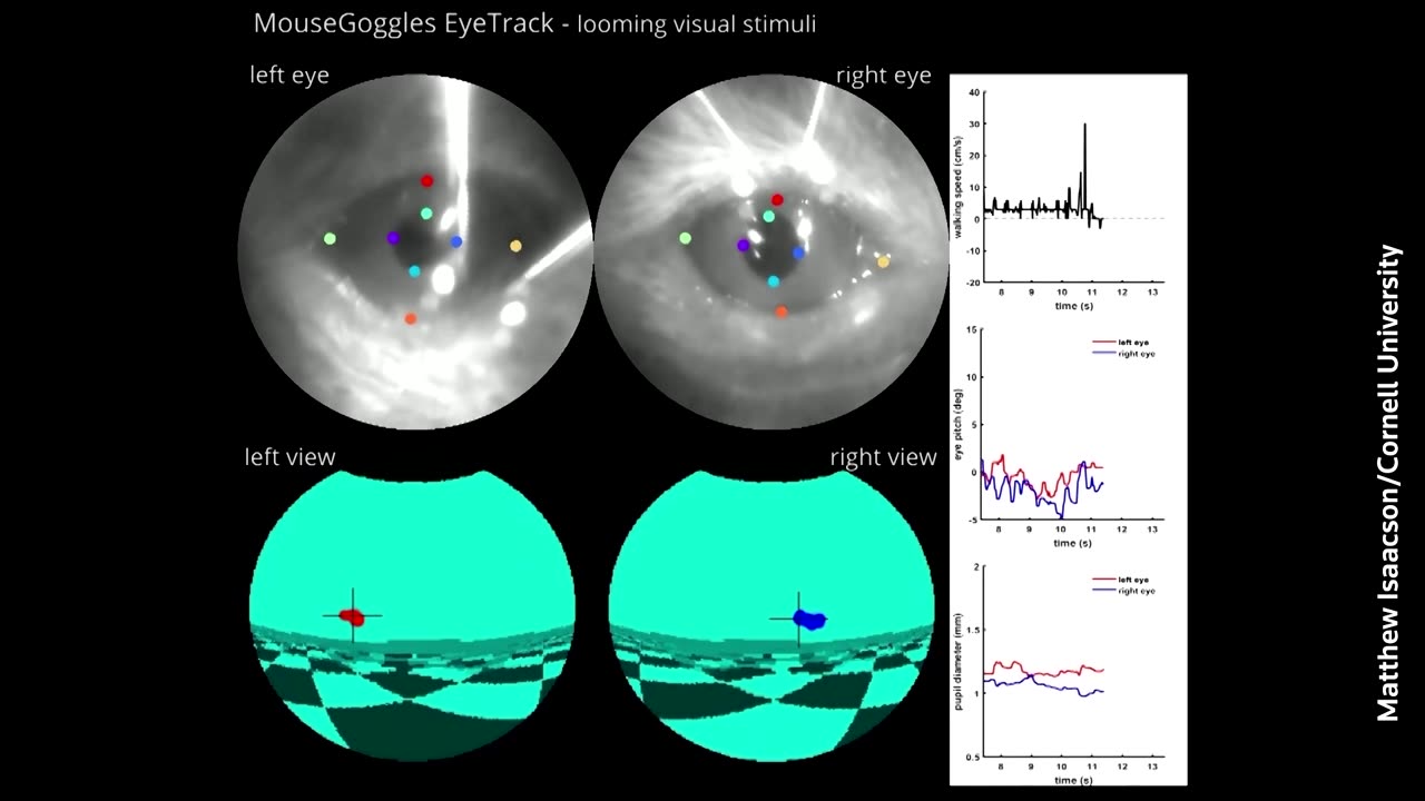 VR goggles for mice let researchers study their brains