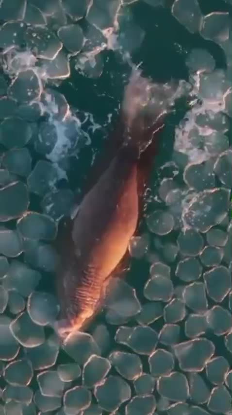 Lion seal swimming in ice pancakes 😊