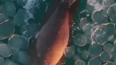 Lion seal swimming in ice pancakes 😊