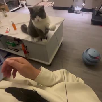 Come on chase that feather human 😝