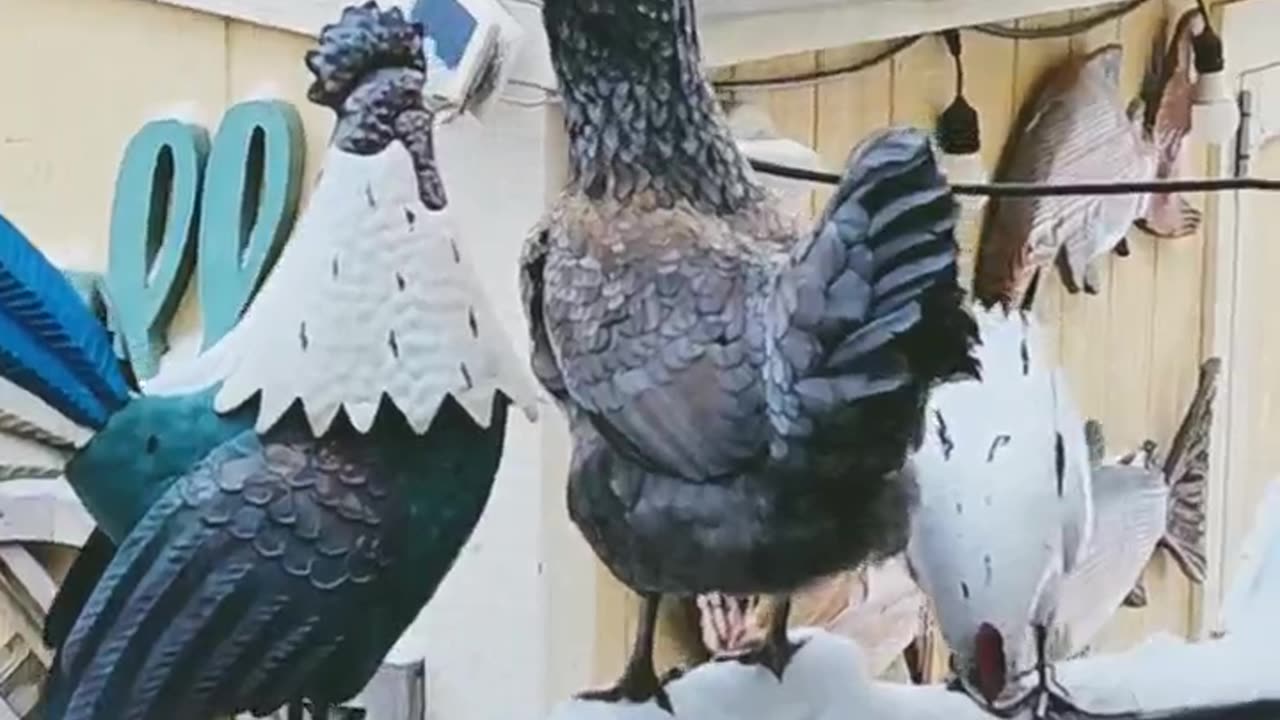 Peppercorn's perch, chicken chronicles