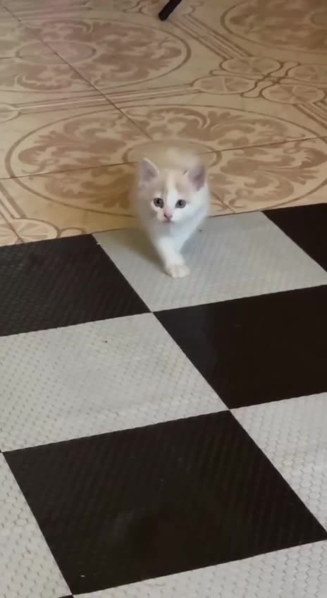 Kitten doing the chic on the cat walk 😍