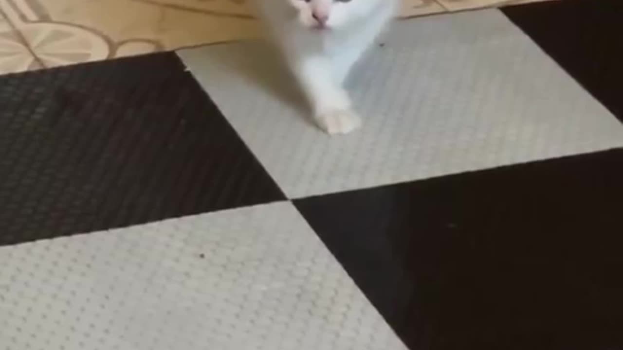 Kitten doing the chic on the cat walk 😍