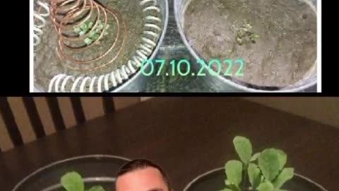 28 Day before and After with Electroculture Copper Coils