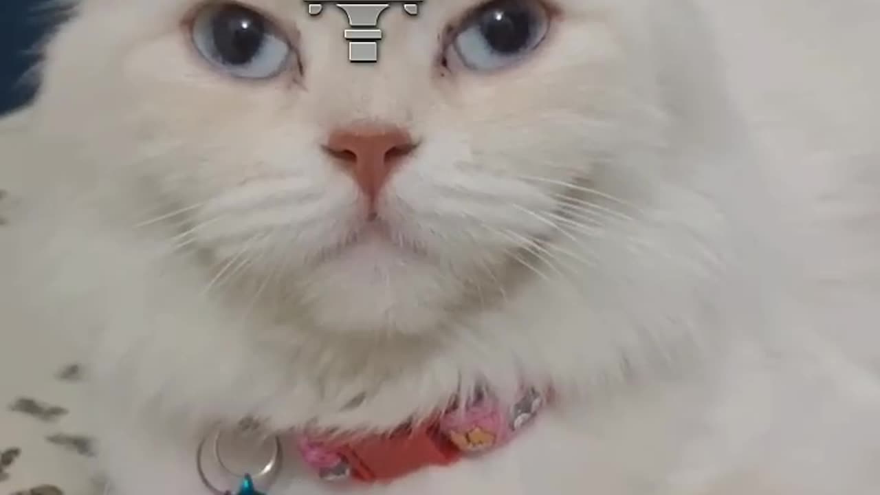 ๐น This Cat Looks Like Car Logos! ๐๐ฅ (You Wonโt Believe It!)