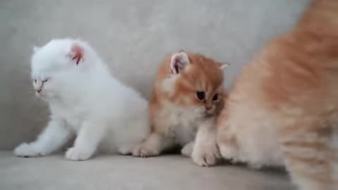 Mom cat plays and talks to her cute meowing baby kittens