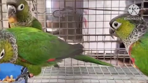 India 🇮🇳 cheap lovebirds market