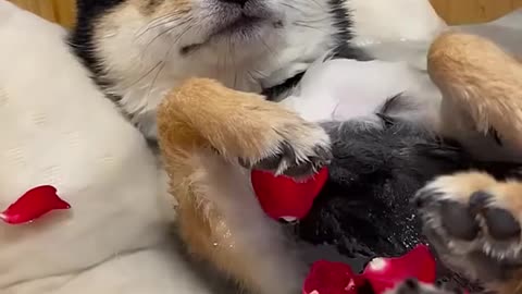 Cat Dog