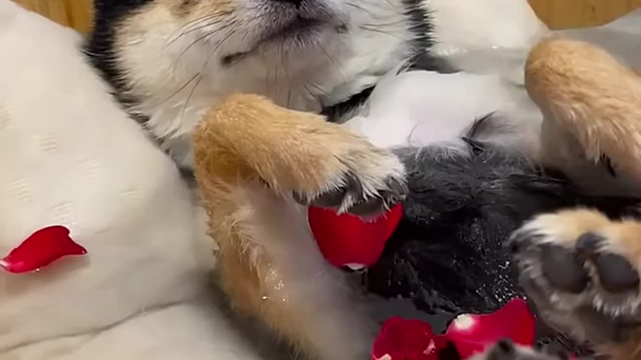 Cat Dog