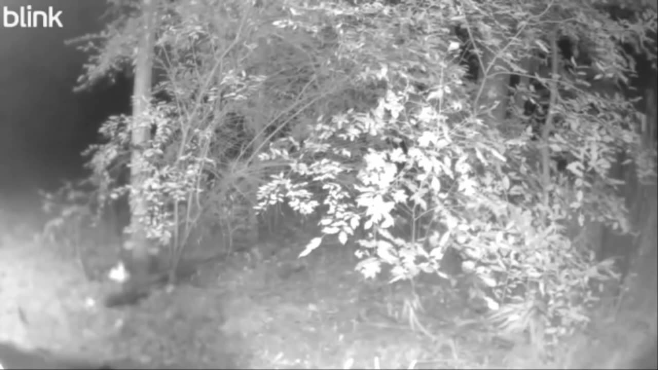 👻 Ghost on My Backyard Cam? Not Sure if This Qualifies as Ghost or Paranormal | TheHauntingHour