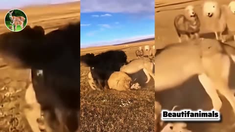 The dogs tore the wolf to pieces.