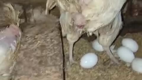 How layer laying egg 🥚