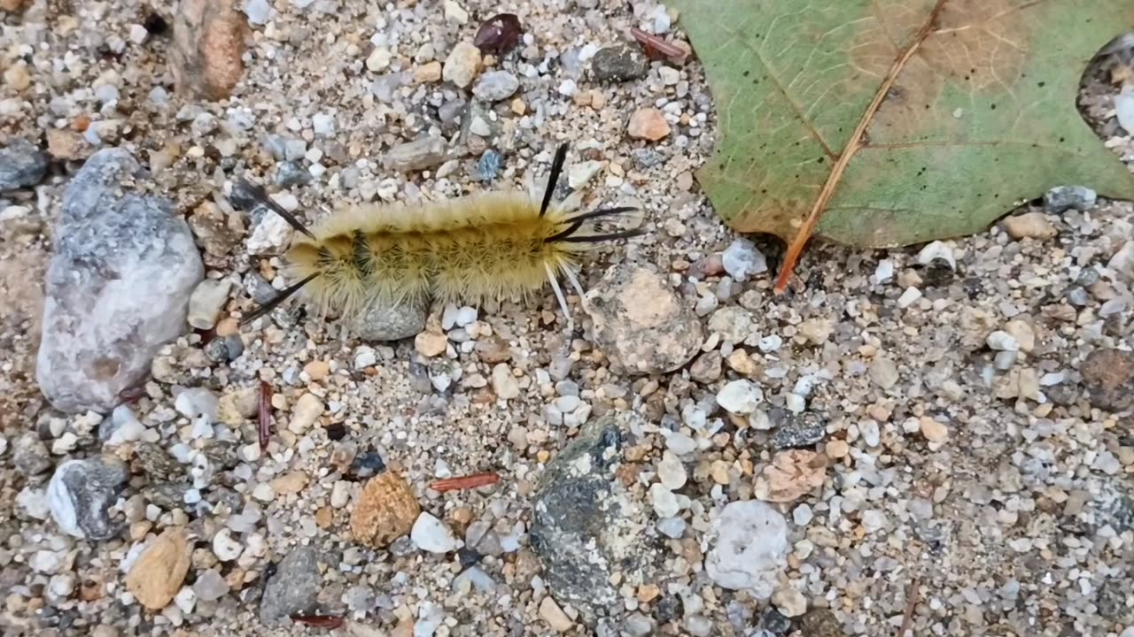 Banded tussock moth caterpillar