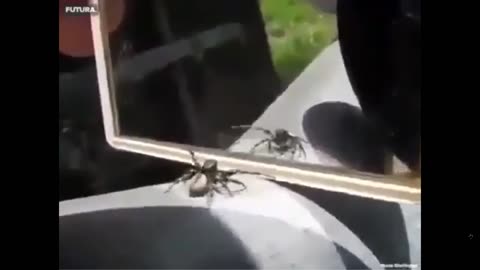 Interesting huh! A spider's reaction when it sees itself infront of a mirror