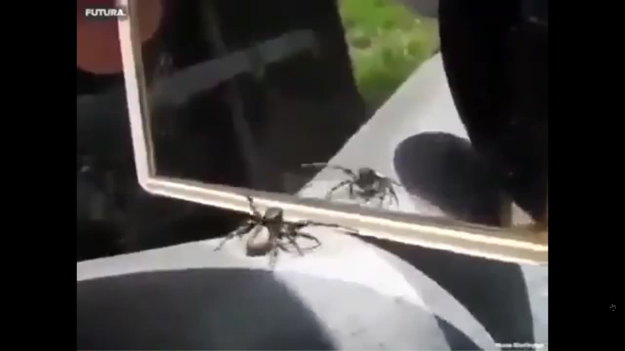 Interesting huh! A spider's reaction when it sees itself infront of a mirror