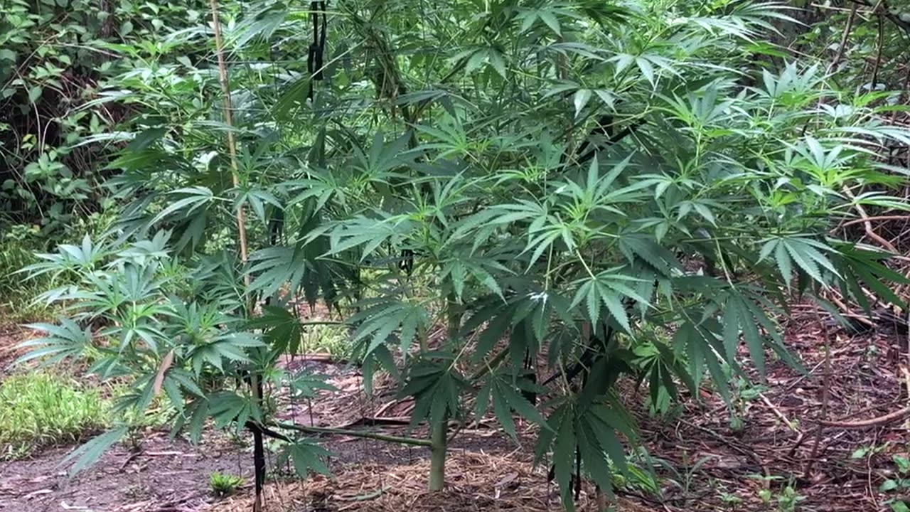 Cannabis Guerrilla Grow 🇦🇺