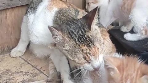 "A Mother's Love: Caring for Her Three Little Kittens"